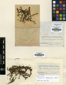 Type specimen at Edinburgh (E). Spruce, Richard: . Barcode: E00241992.