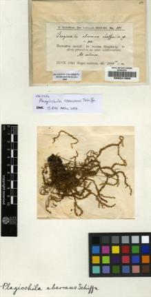 Type specimen at Edinburgh (E). Schiffner, Victor: 880. Barcode: E00241993.