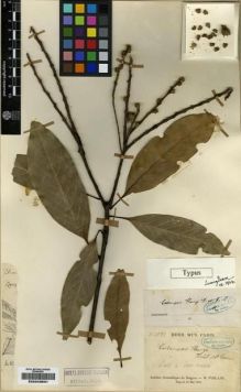 Type specimen at Edinburgh (E). Poilane, Eugene: 2096. Barcode: E00243531.