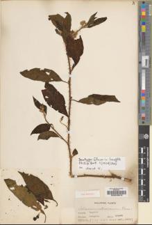 Type specimen at Edinburgh (E). Elmer, Adolph: 8719. Barcode: E00243613.