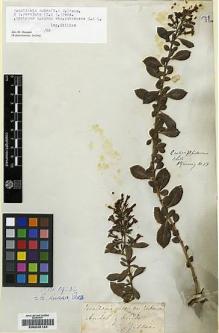 Type specimen at Edinburgh (E). Cuming, Hugh: 83. Barcode: E00245124.