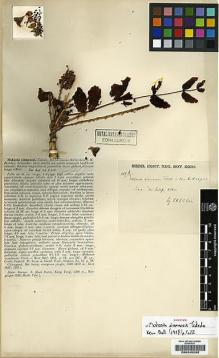 Type specimen at Edinburgh (E). Kerr, Arthur: 1107A. Barcode: E00245292.