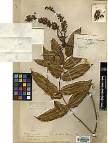 Type specimen at Edinburgh (E). Maire, Edouard-Ernest: 101. Barcode: E00245293.