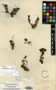 Type specimen at Edinburgh (E). Cavalerie, Pierre: 837. Barcode: E00245297.