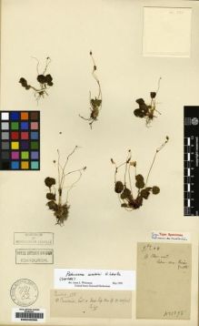 Type specimen at Edinburgh (E). Cavalerie, Pierre: 1898. Barcode: E00245298.