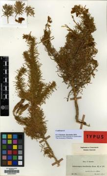 Type specimen at Edinburgh (E). Boissier, Pierre; Von Heldreich, Theodor: 53. Barcode: E00245657.