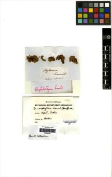 Type specimen at Edinburgh (E). Hooker, Joseph: . Barcode: E00246155.