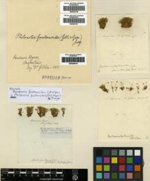 Type specimen at Edinburgh (E). : H.2303. Barcode: E00246418.