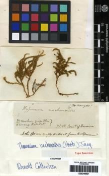 Type specimen at Edinburgh (E). Menzies, Archibald: . Barcode: E00246821.