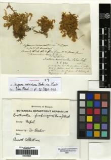 Type specimen at Edinburgh (E). Hooker, William: . Barcode: E00246825.