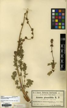 Type specimen at Edinburgh (E). Buchtien, Otto: . Barcode: E00247183.