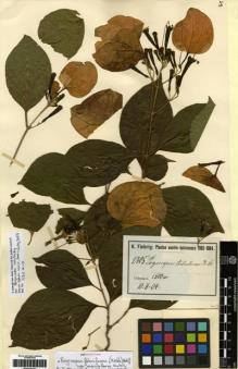 Type specimen at Edinburgh (E). Fiebrig, Karl: 2105. Barcode: E00247210.