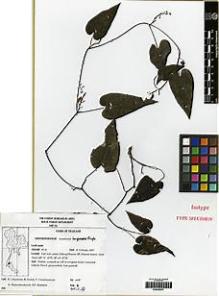 Type specimen at Edinburgh (E). D.Middleton, K.Chayamarit, R.Pooma, V.Chamchumroon & K.Phattarahirankoonok: 2607. Barcode: E00248274.