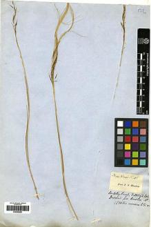 Type specimen at Edinburgh (E). Darwin, Charles: . Barcode: E00248305.