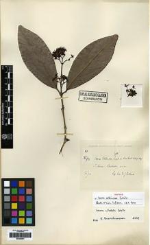 Type specimen at Edinburgh (E). Collins, D.: 60. Barcode: E00248691.
