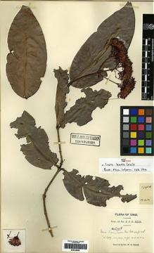 Type specimen at Edinburgh (E). Kerr, Arthur: 1745A. Barcode: E00248692.