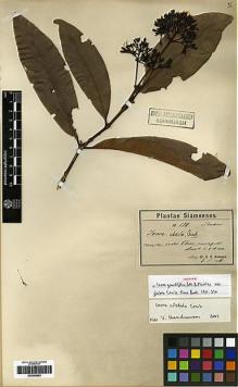 Type specimen at Edinburgh (E). Hosseus, Carl: 178. Barcode: E00248693.