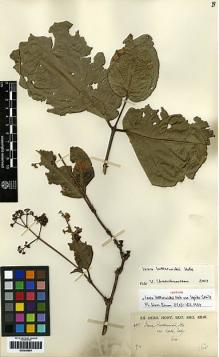 Type specimen at Edinburgh (E). Put, Nai: 3811. Barcode: E00248694.