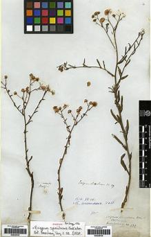 Type specimen at Edinburgh (E). Bridges, Thomas: 184. Barcode: E00249105.