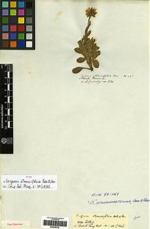 Type specimen at Edinburgh (E). Cuming, Hugh: 831. Barcode: E00249109.