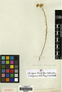 Type specimen at Edinburgh (E). Cuming, Hugh: 74. Barcode: E00249159.