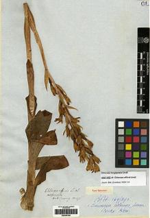 Type specimen at Edinburgh (E). Cuming, Hugh: 675. Barcode: E00249182.