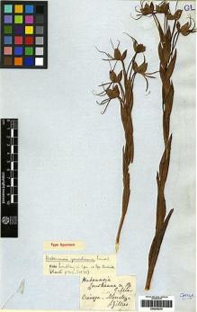 Type specimen at Edinburgh (E). Gillies, John: . Barcode: E00249214.