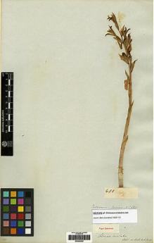 Type specimen at Edinburgh (E). Cuming, Hugh: 680. Barcode: E00249230.