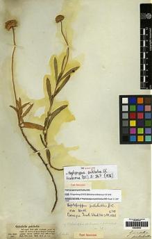 Type specimen at Edinburgh (E). Bertero, Carlo: 314. Barcode: E00249254.