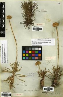 Type specimen at Edinburgh (E). Bridges, Thomas: 221. Barcode: E00249263.