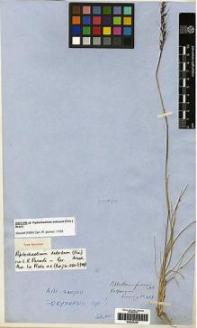 Type specimen at Edinburgh (E). Cuming, Hugh: 453. Barcode: E00249296.