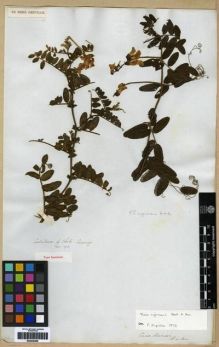 Type specimen at Edinburgh (E). Cuming, Hugh: 193. Barcode: E00249299.