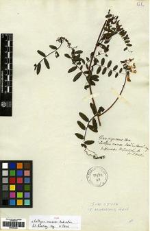 Type specimen at Edinburgh (E). Cruckshanks, Alexander: . Barcode: E00249303.