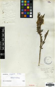 Type specimen at Edinburgh (E). Gillies, John: 119. Barcode: E00249337.