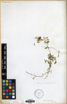 Type specimen at Edinburgh (E). Cuming, Hugh: 418. Barcode: E00249357.
