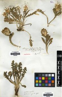 Type specimen at Edinburgh (E). Gillies, John: 14. Barcode: E00249382.