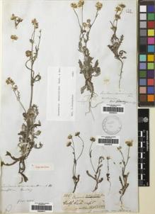 Type specimen at Edinburgh (E). Beechey's Voyage [Collectors: Lay & Collie]: . Barcode: E00249417.
