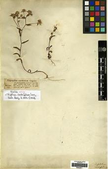 Type specimen at Edinburgh (E). Bertero, Carlo: 1365 & 715. Barcode: E00249471.