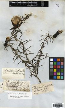 Type specimen at Edinburgh (E). Mathews, Andrew: 1119. Barcode: E00249518.