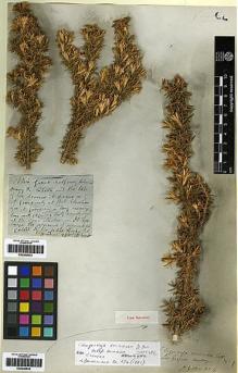 Type specimen at Edinburgh (E). Gillies, John: 4. Barcode: E00249632.