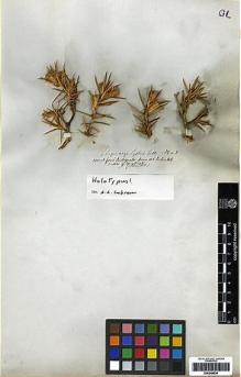Type specimen at Edinburgh (E). Gillies, John: 1. Barcode: E00249634.