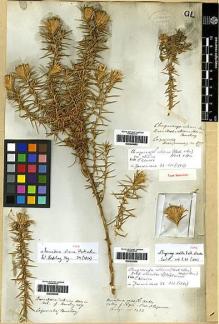 Type specimen at Edinburgh (E). Beechey's Voyage [Collectors: Lay & Collie]: . Barcode: E00249655.