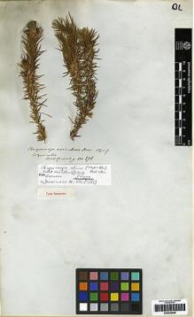 Type specimen at Edinburgh (E). Cuming, Hugh: 878. Barcode: E00249656.