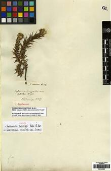 Type specimen at Edinburgh (E). Cuming, Hugh: 237. Barcode: E00249688.