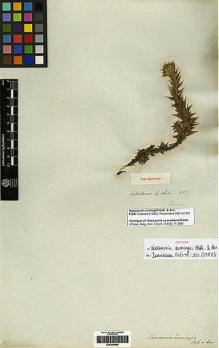 Type specimen at Edinburgh (E). Cuming, Hugh: 237. Barcode: E00249689.