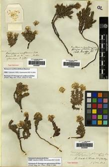 Type specimen at Edinburgh (E). Gillies, John: . Barcode: E00249697.