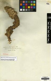Type specimen at Edinburgh (E). Gillies, John: 36. Barcode: E00249738.
