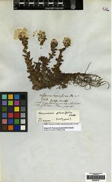 Type specimen at Edinburgh (E). Bridges, Thomas: 1148. Barcode: E00249740.