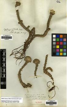 Type specimen at Edinburgh (E). Gillies, John: 35. Barcode: E00249751.