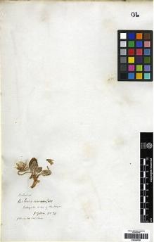 Type specimen at Edinburgh (E). Gillies, John: 20. Barcode: E00249789.